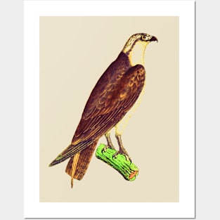 hawk,bald eagle,falcon,golden eagle,birdie,bird Posters and Art